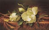 Magnolia, Martin Johnson Heade